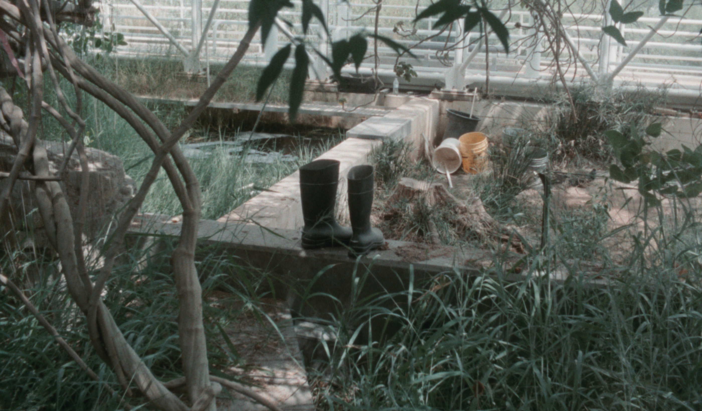 Trees and foliage near wooden benches resting at perpendicular angles, sunlight coming through a glass wall at the back